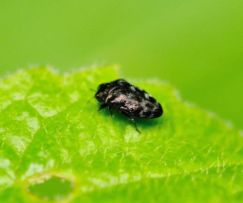 Réf. 300 438 : Trachys minutus